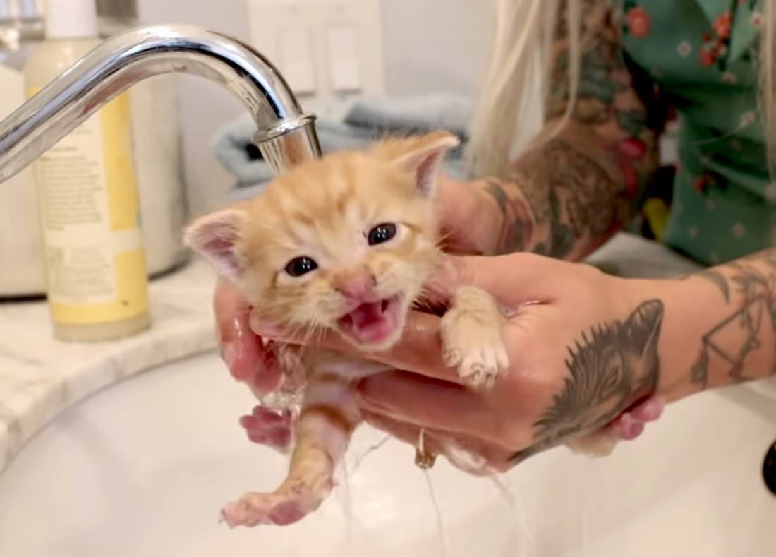 Ick! These Kittens Need a Flea Bath! (How to tell if a kitten has fleas