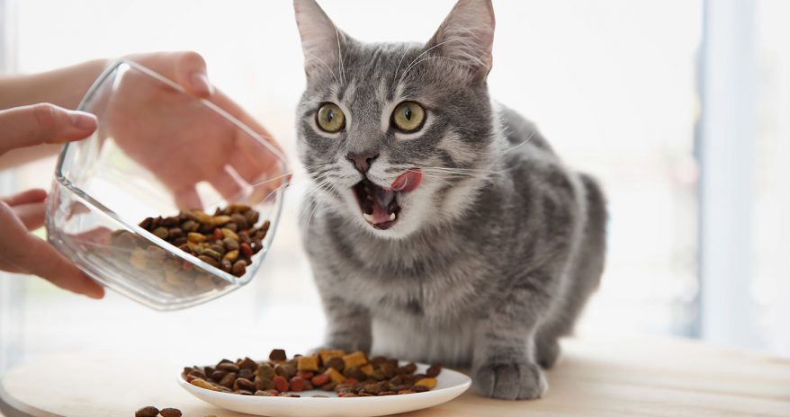 Best High Fiber Cat Food Reviews and Cat Food Guide