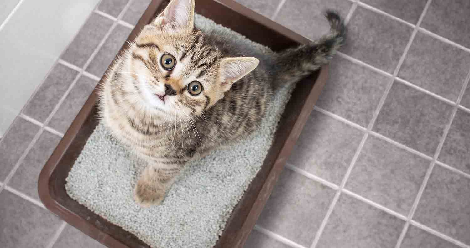 What's the Best Sifting Litter Box? Review of the Arm & Hammer Sifting