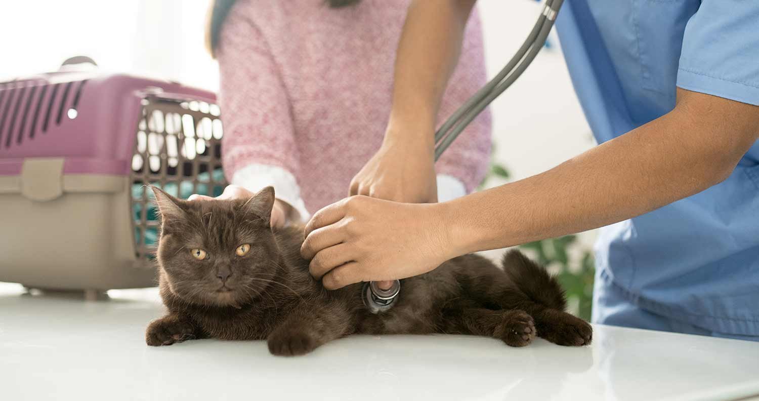 Why Is My Cat Limping? When to Take Your Limping Cat to the Vet.