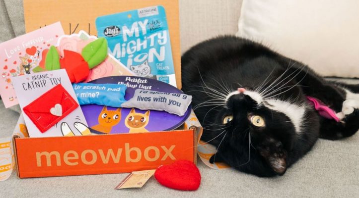 Meowbox Cat Subscription Box : Video Plus Promo Code Coupon (2022)