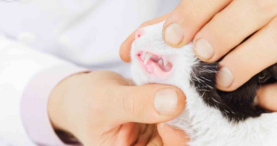 10 Best Cat Dental Treats Protect Your Cat's Dental Health With Treats!