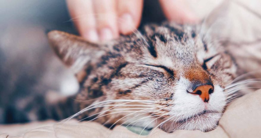 View of Why Do Cats Purr? (It’s Not Always Because They’re Happy) - We Love ...