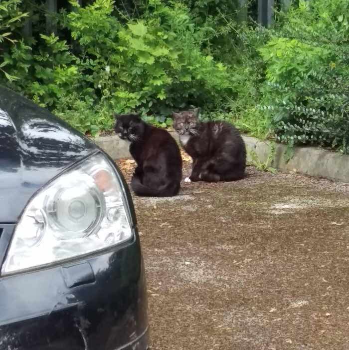 25 Over Dramatic Cats Who Deserve An Oscar Part 2 We Love Cats And