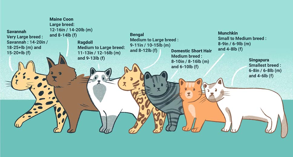 Cats Breed size