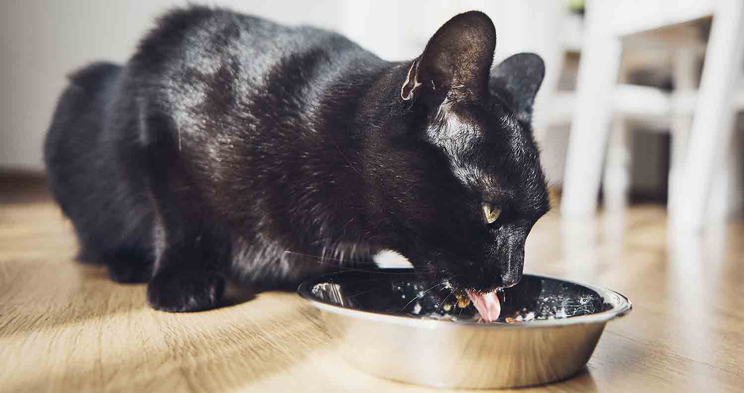 Cheap Cat Food : 11 Best Budget Wet, Can and Dry Foods (2022)