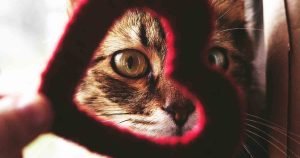 heart-disease-in-cats