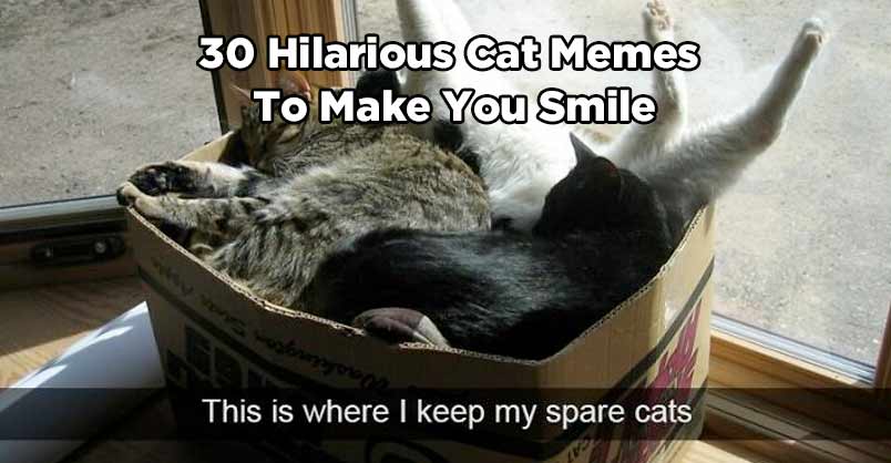 Hilarious Cat Memes to Make You Smile (2022 Update) - We Love Cats and  Kittens
