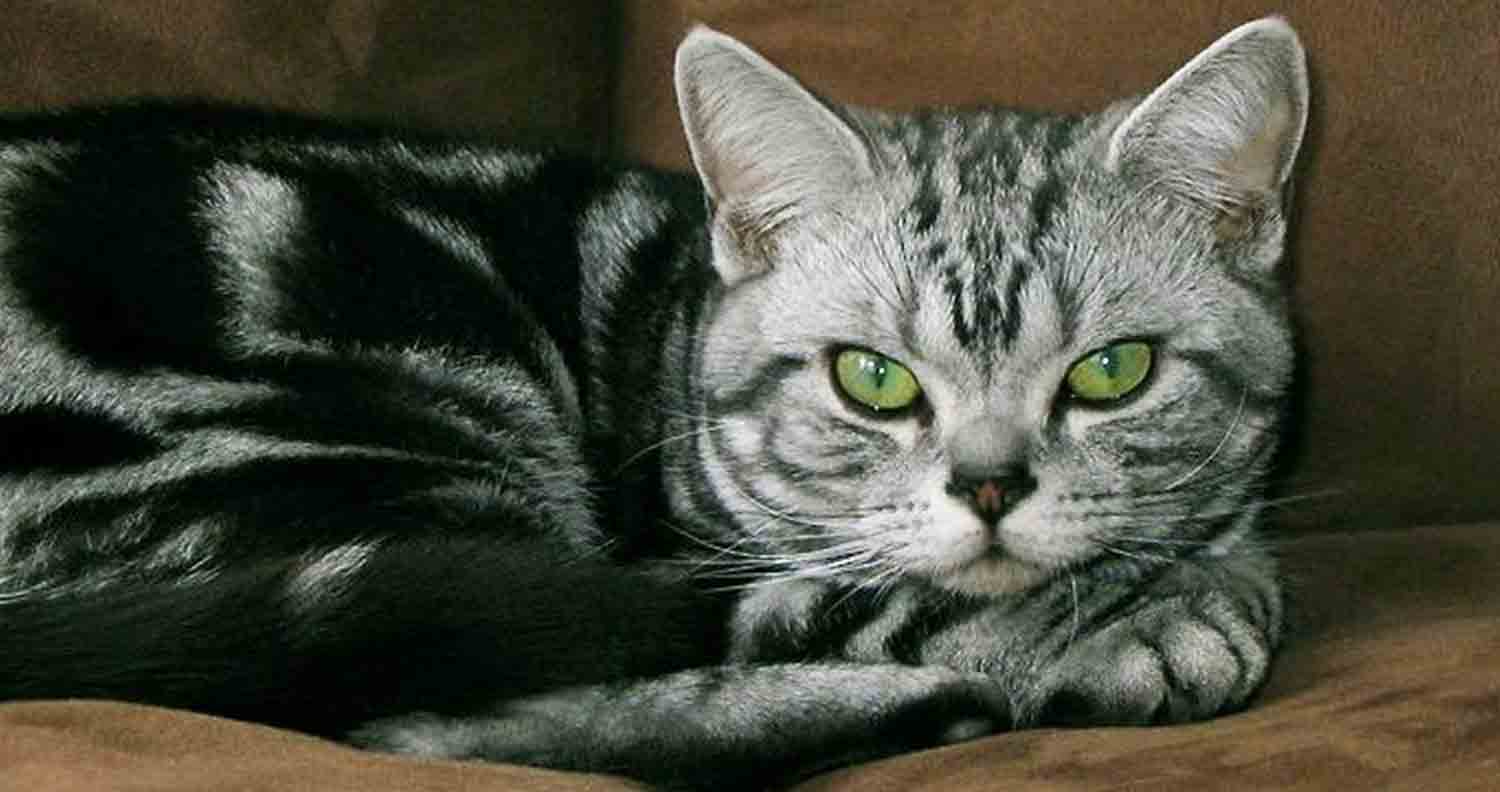 american-shorthair-breed-facts