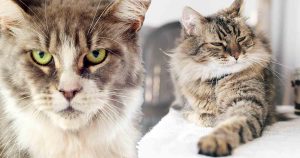 Maine-Coon-cat-breed