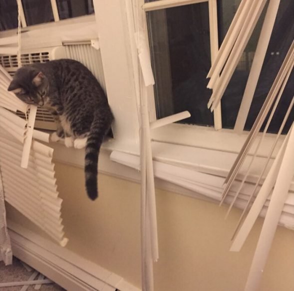 16 Funny Photos of Cats Destroying Your Property We Love Cats and Kittens