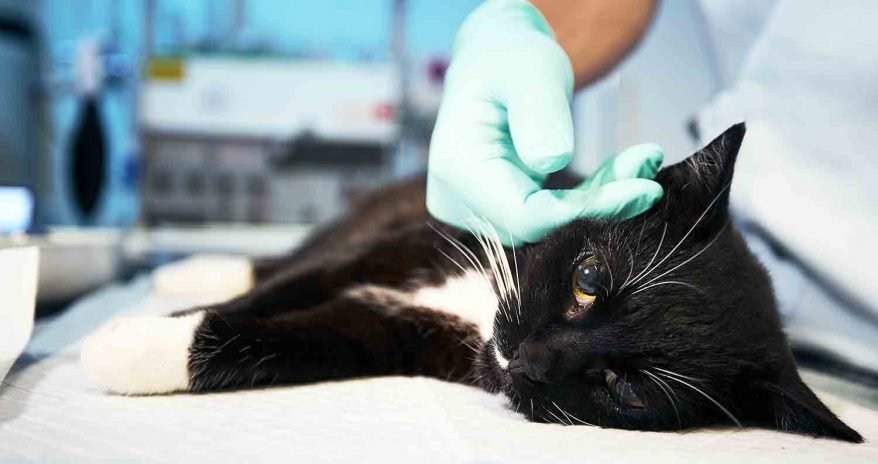The Complete Guide to Feline Leukemia Virus (FeLV) : Our Vet's Advice