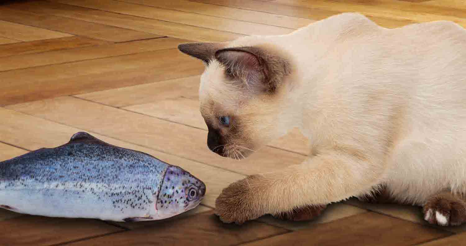 cat-kicker-fish-toy