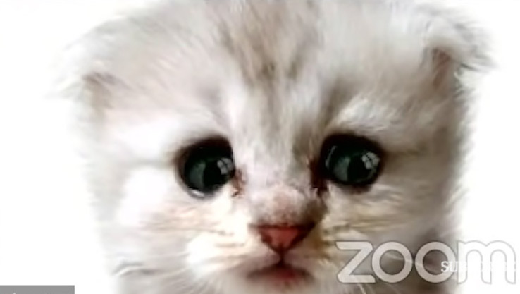 I Am Not A Cat Courtroom Zoom Kitten Filter Mishap Goes Viral We Love Cats And Kittens