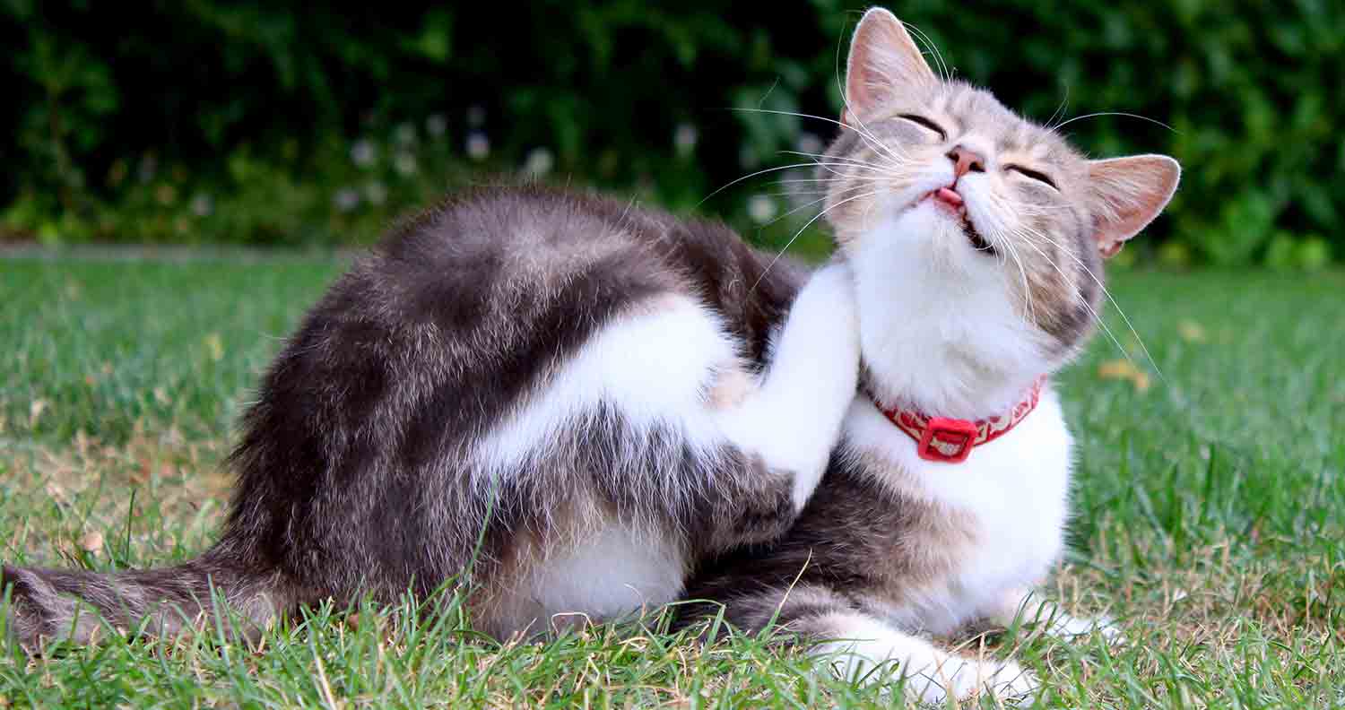 How to Tell if Your Cat Has Fleas 10 Signs and Symptoms to Know!