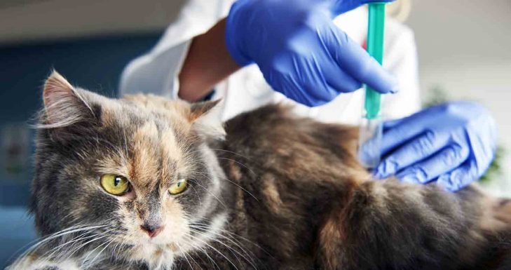 Stunning Veterinary Leukemia In Cats image