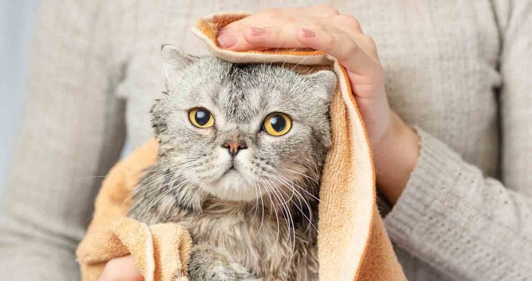 How To Bathe A Cat (And Survive the Experience!) Tips & Advice