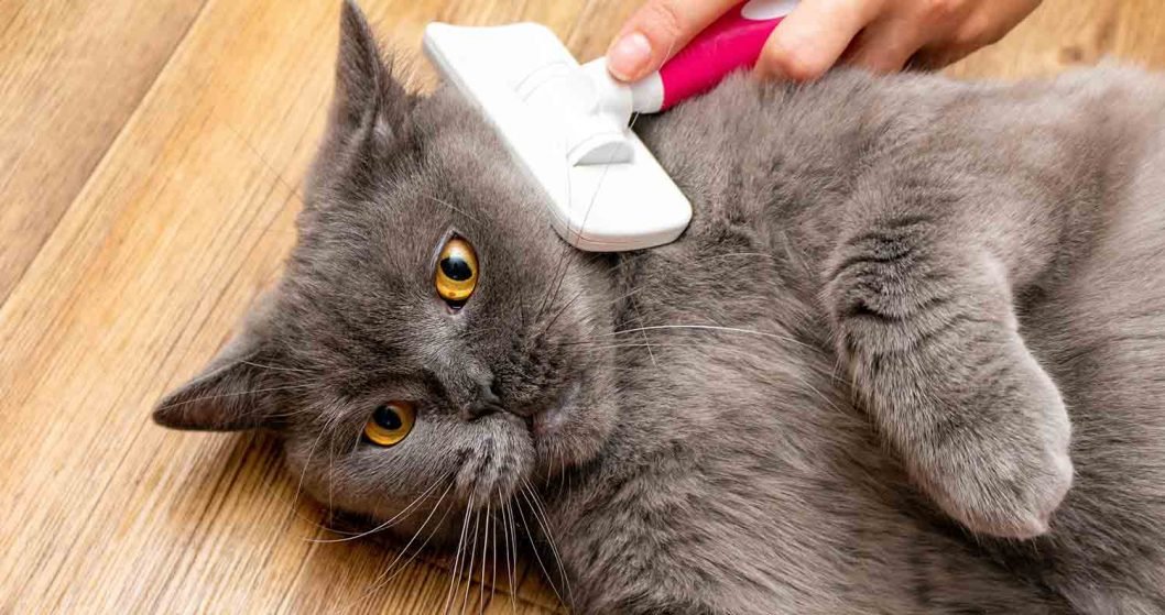 7 Best Cat Hair Remover Tools Cat Hair Removal Sorted!