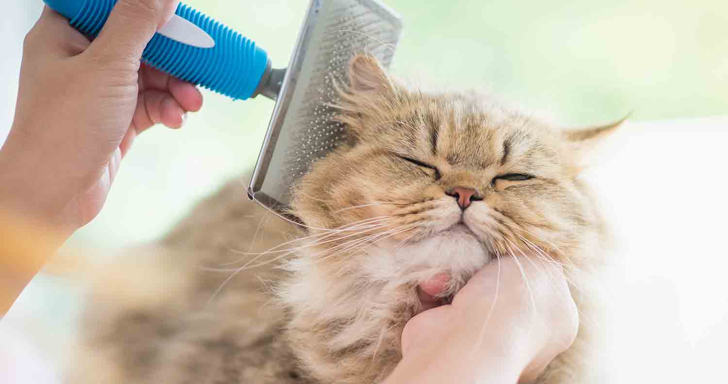 cat-owner-using-cat-hair-remover