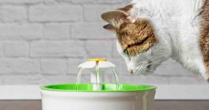 Cat-water-fountain