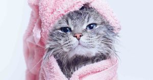 How-to-bathe-a-cat