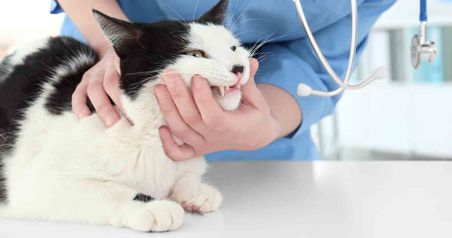 dental-disease-in-cats-symptoms