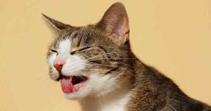 cat-vomiting