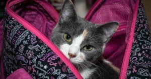 cancer-in-cats