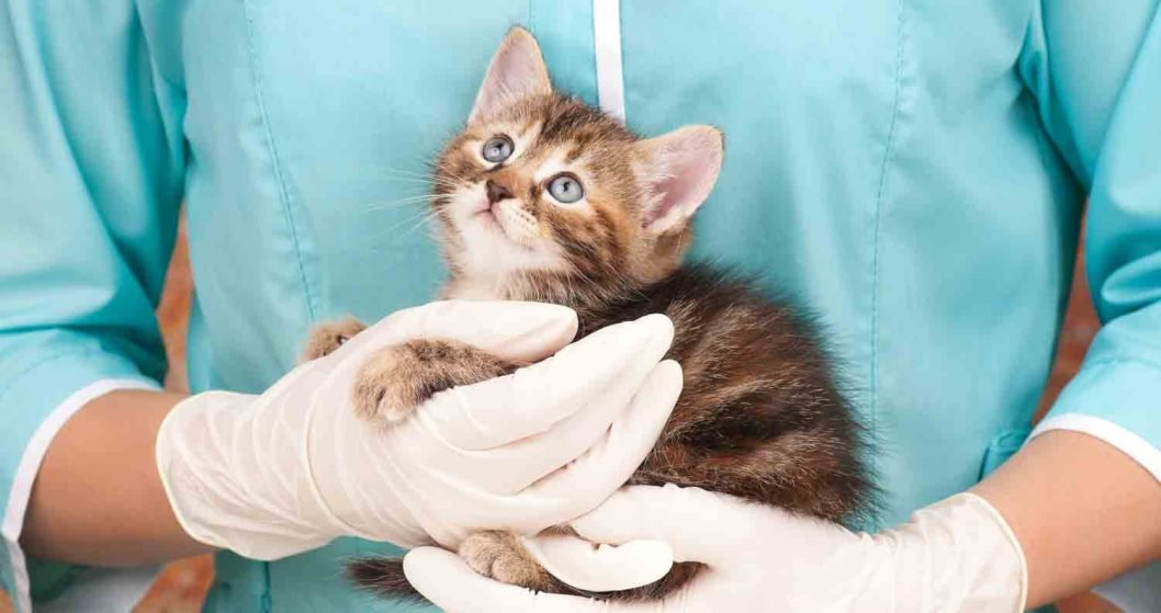 How To Tell If Your Cat Is Sick A Vet's Guide To Sick Cat Symptoms