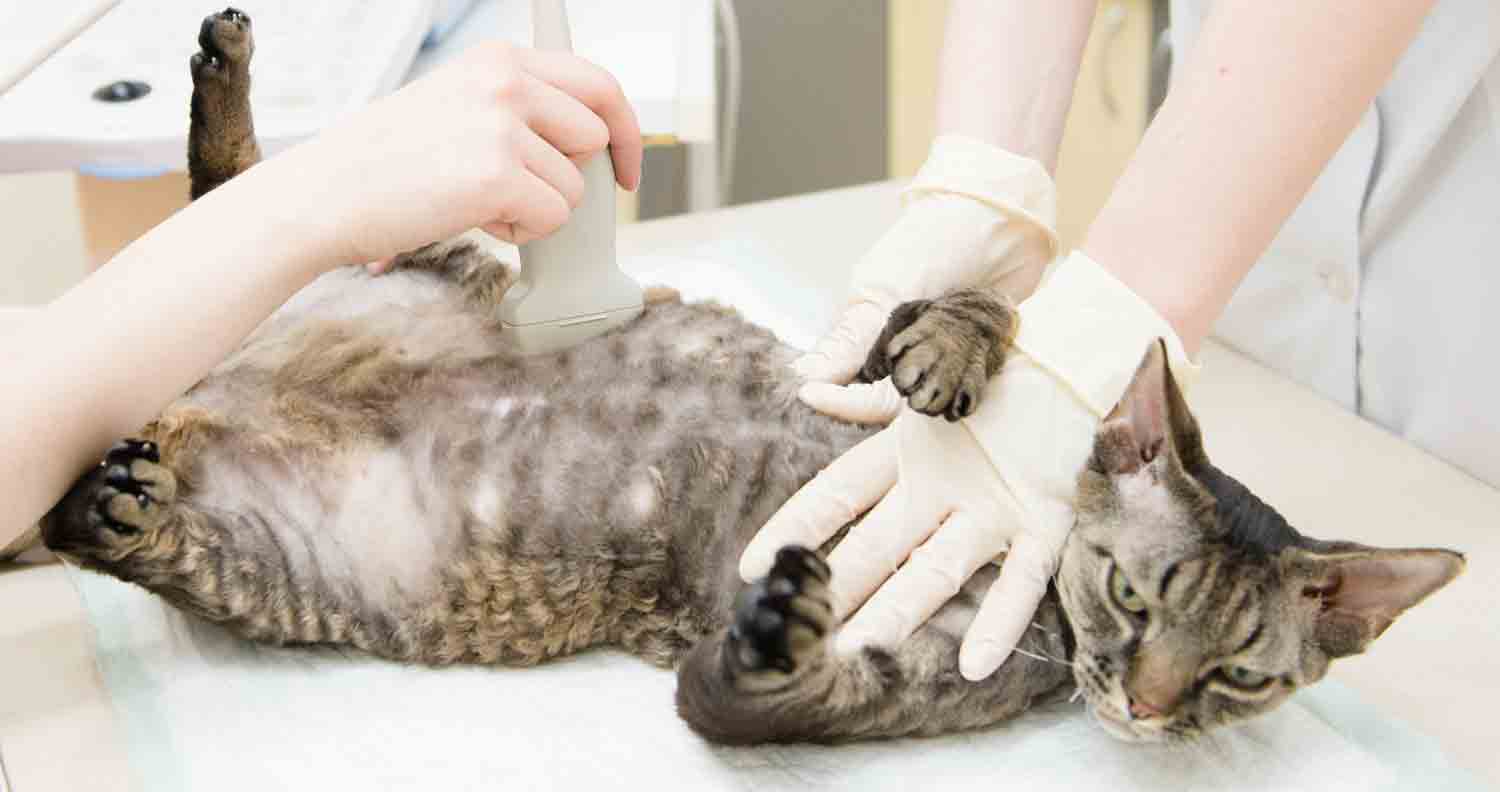 cat-pregnancy-ultrasound