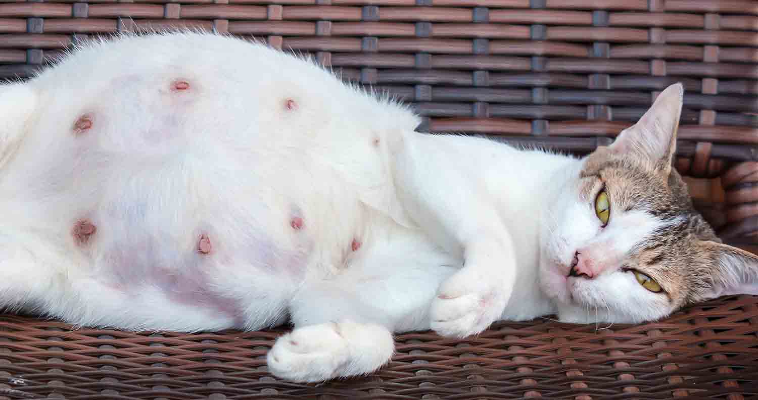 cat pregnancy showing swollen nipples