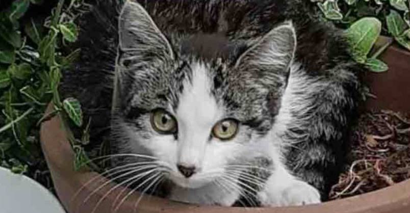 Cat Stories All The Best Cat Stories To Make You Smile Laugh And Cry