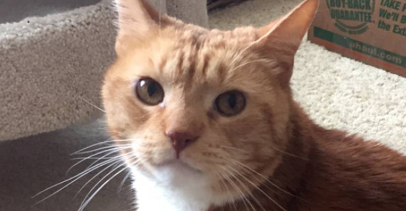 Sad-Faced Cat 'Fishtopher' Adopted From South Jersey Animal Shelter