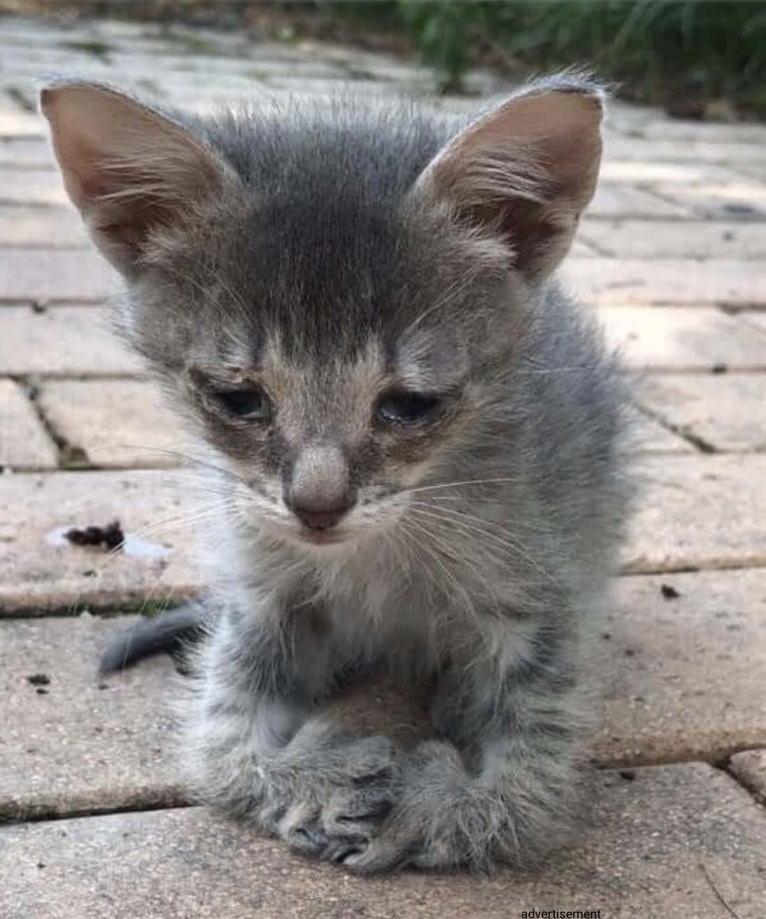 Маленький Бездомный котенок