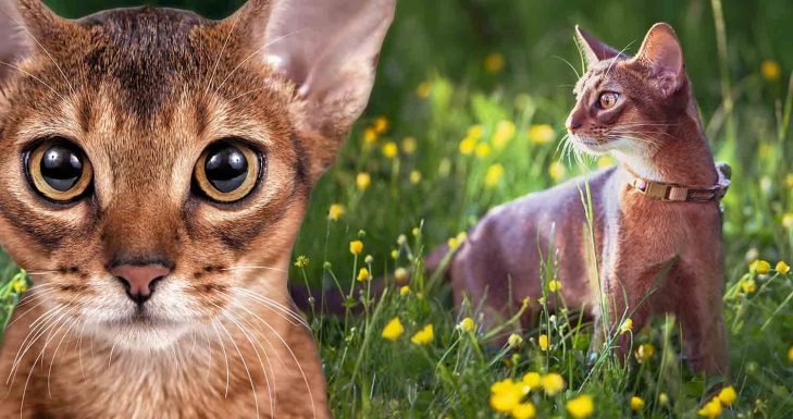 Abyssinian Cat Breed - All You Need to Know About the Breed