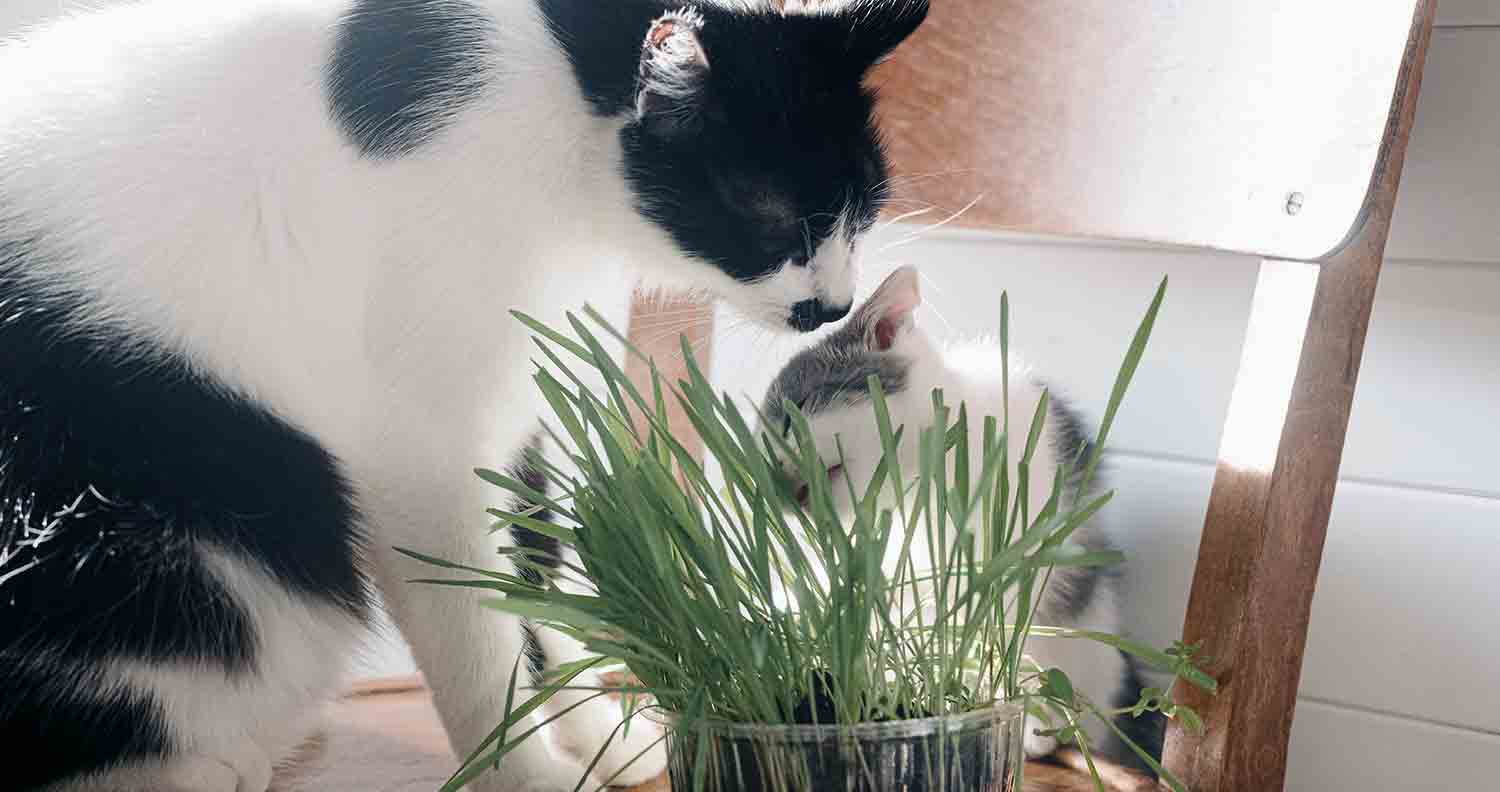 cats-eating-grass
