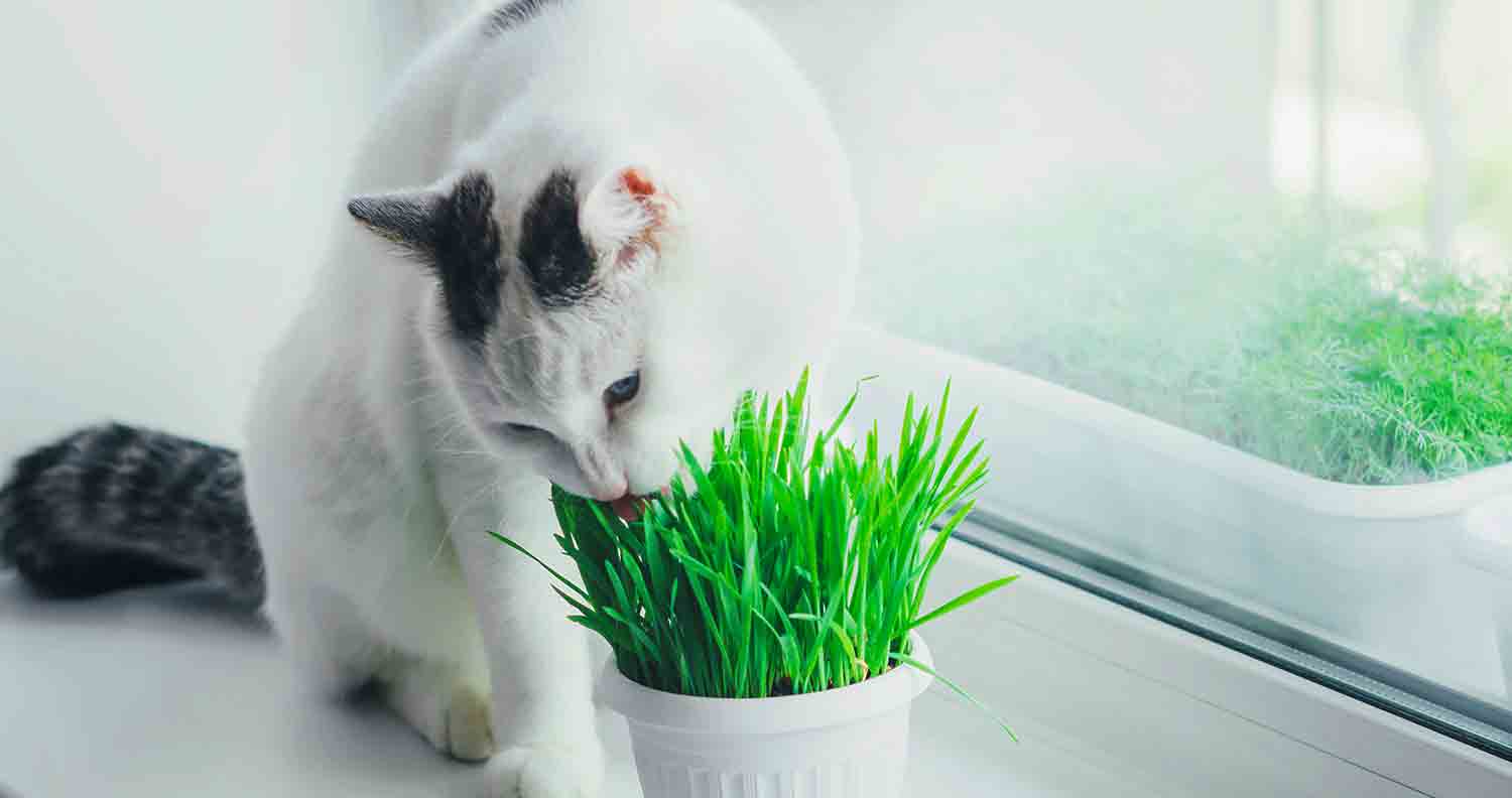 why-do-cat-eats-grass