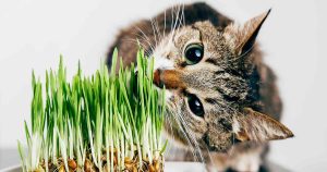 why-cats-eat-grass