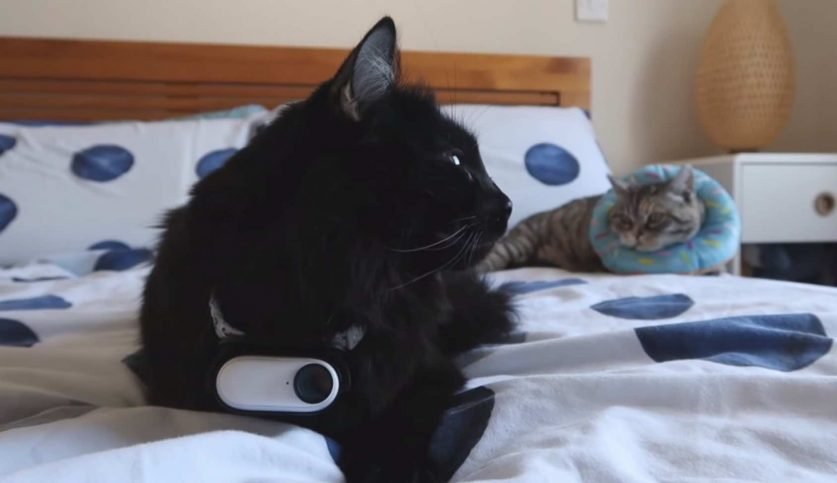 I Put a Tiny Camera on My Cat for 24 Hours - We Love Cats and Kittens
