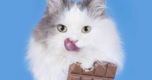 can-cats-eat-chocolate