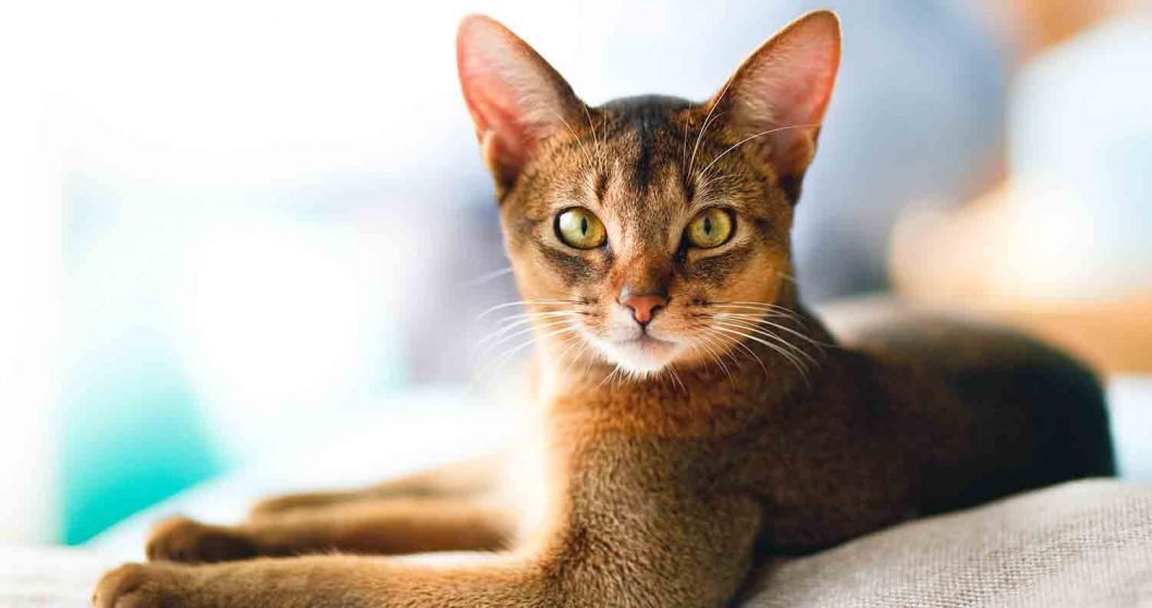Abyssinian Cat Breed - All You Need to Know About the Breed