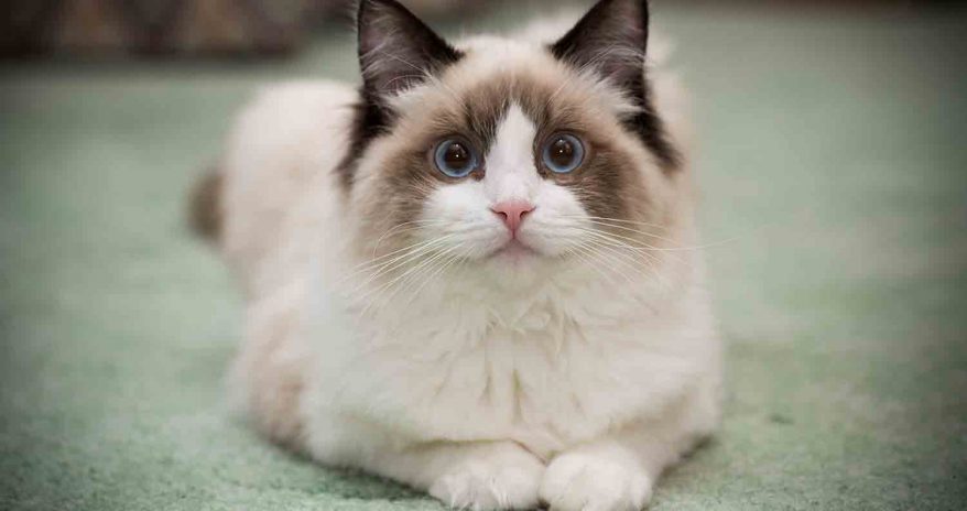 Ragdoll Cat: Cat Breed Profile - We Love Cats and Kittens