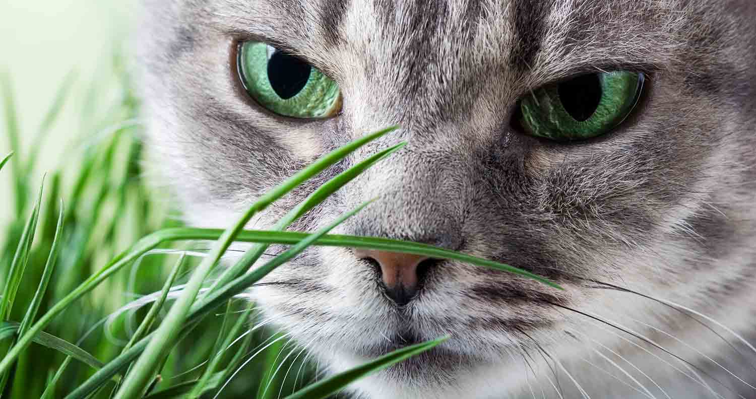 cats-eat-grass