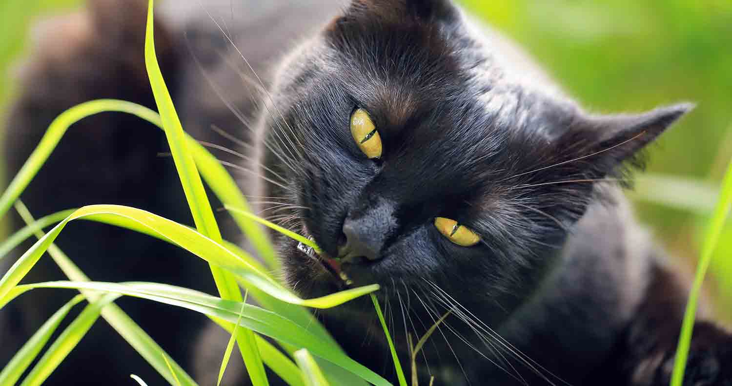 cats-eating-grass
