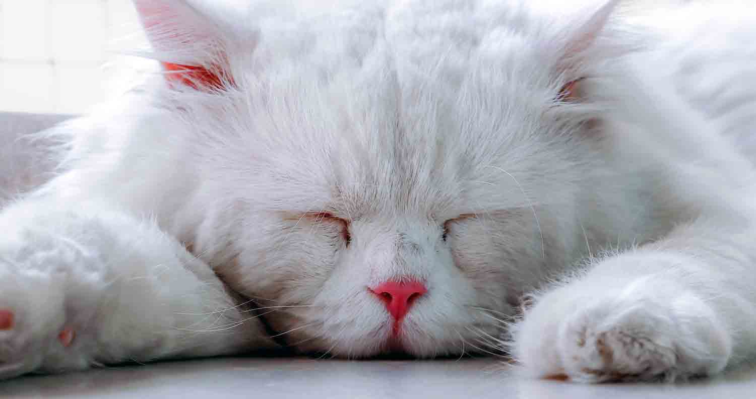 cat-snoring-sleeping