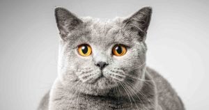 cat-down-syndrome