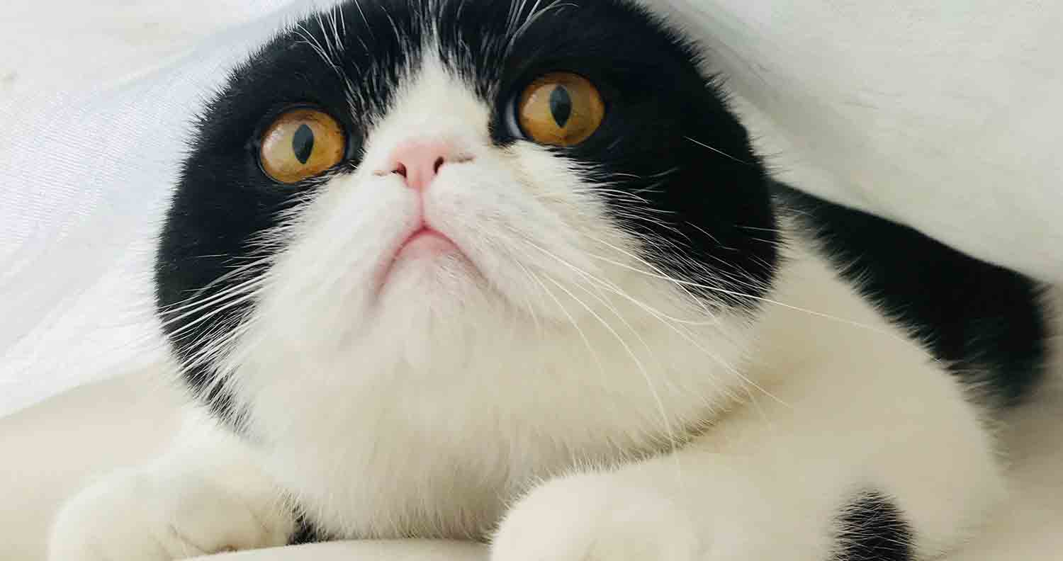 cat-with-down-syndrome
