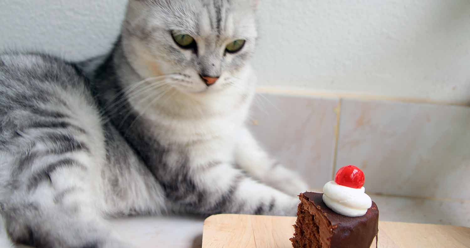 is chocolate bad for cats