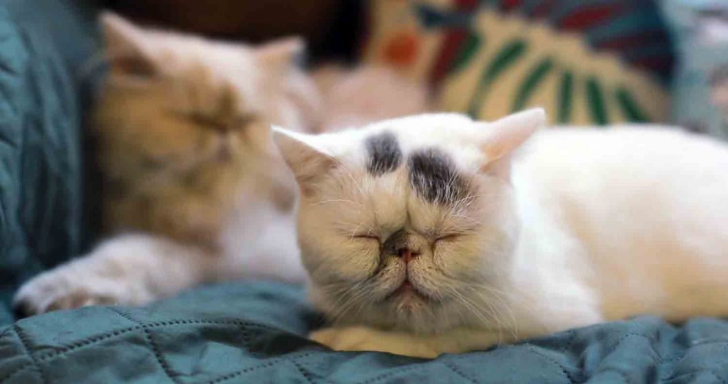 Cat Snoring: Everything You Need to Know About Cat Snoring