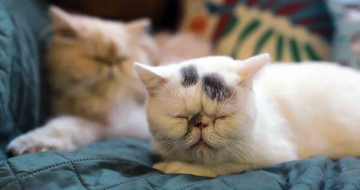 cat-snoring-persian